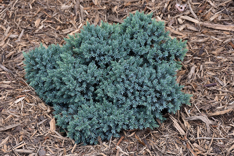 Blue Star Juniper (Juniperus squamata 'Blue Star') at Flagg's Garden Center