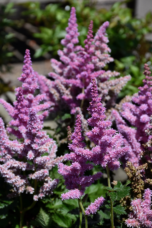 Little Vision In Purple Chinese Astilbe (Astilbe chinensis 'Little Vision In Purple') at Flagg's Garden Center