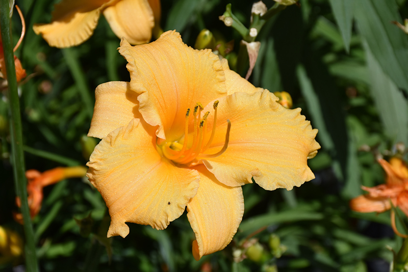 Happy Ever Appster Apricot Sparkles Daylily (Hemerocallis 'Apricot Sparkles') at Flagg's Garden Center