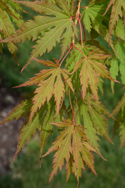 Korean North Wind Maple (Acer 'IsINW') at Bachman's Landscaping