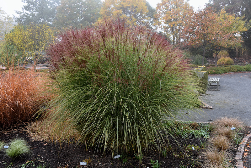 Morning Light Maiden Grass (Miscanthus sinensis 'Morning Light') at Flagg's Garden Center