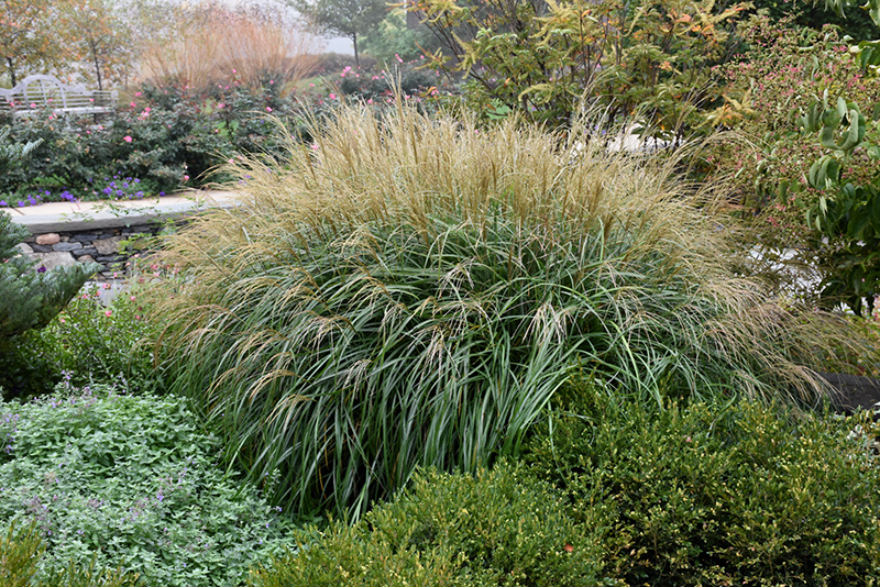 Adagio Maiden Grass (Miscanthus sinensis 'Adagio') at Flagg's Garden Center