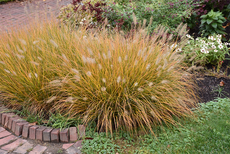 Hameln Dwarf Fountain Grass (Pennisetum alopecuroides 'Hameln') at Flagg's Garden Center
