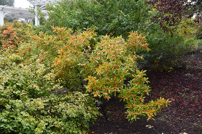 Winter Gold Winterberry (Ilex verticillata 'Winter Gold') at Flagg's Garden Center