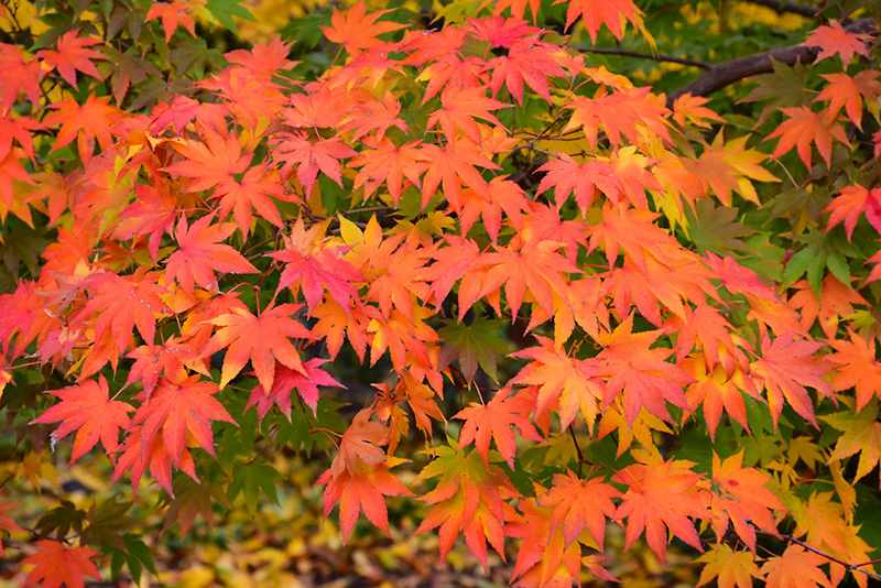 Japanese Maple (Acer palmatum) at Flagg's Garden Center