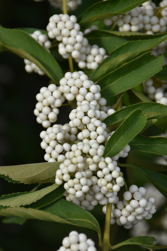 White Beautyberry (Callicarpa dichotoma 'f. albifructa') at Flagg's Garden Center