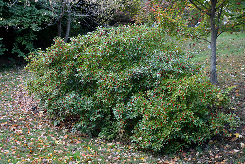 Red Sprite Winterberry (Ilex verticillata 'Red Sprite') at Flagg's Garden Center