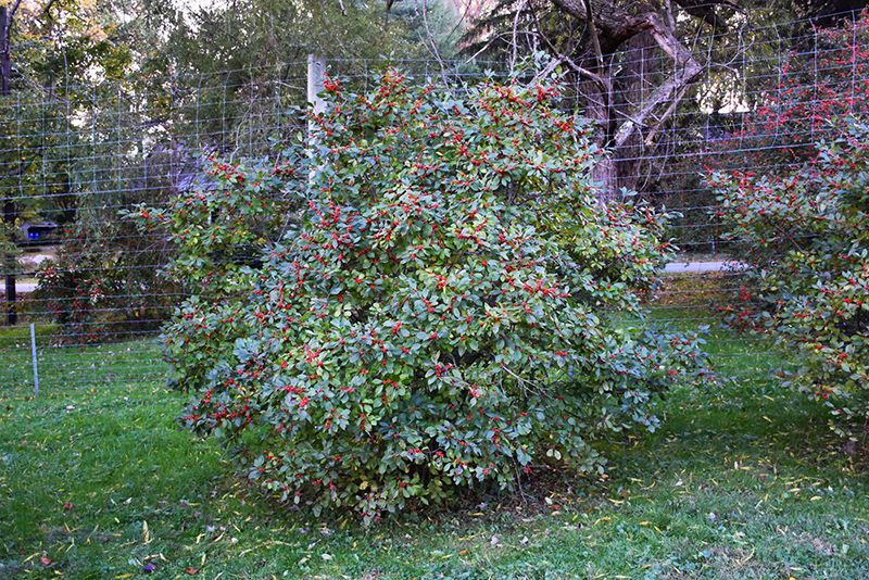 Berry Nice Winterberry (Ilex verticillata 'Spriber') at Flagg's Garden Center