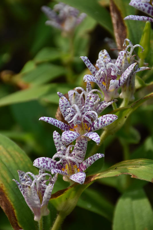 Toad Lily (Tricyrtis hirta) at Flagg's Garden Center