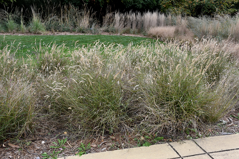 Karley Rose Oriental Fountain Grass (Pennisetum orientale 'Karley Rose') at Flagg's Garden Center
