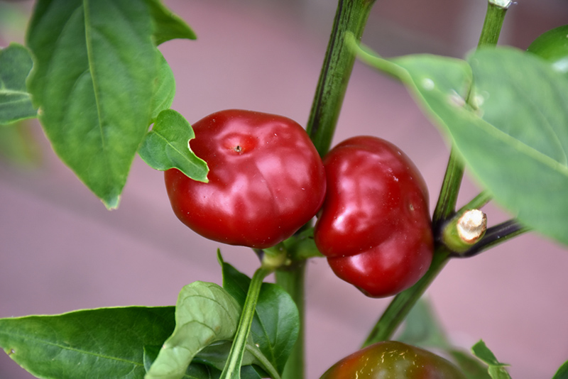Large Red Cherry Hot Pepper (Capsicum annuum 'Large Red Cherry') at Flagg's Garden Center