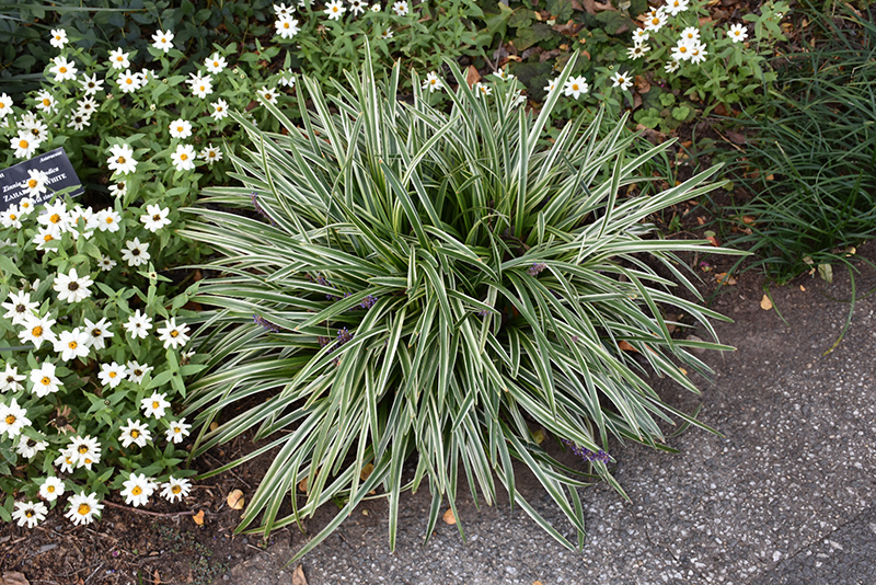 Silvery Sunproof Variegated Lily Turf (Liriope muscari 'Silvery Sunproof') at Flagg's Garden Center