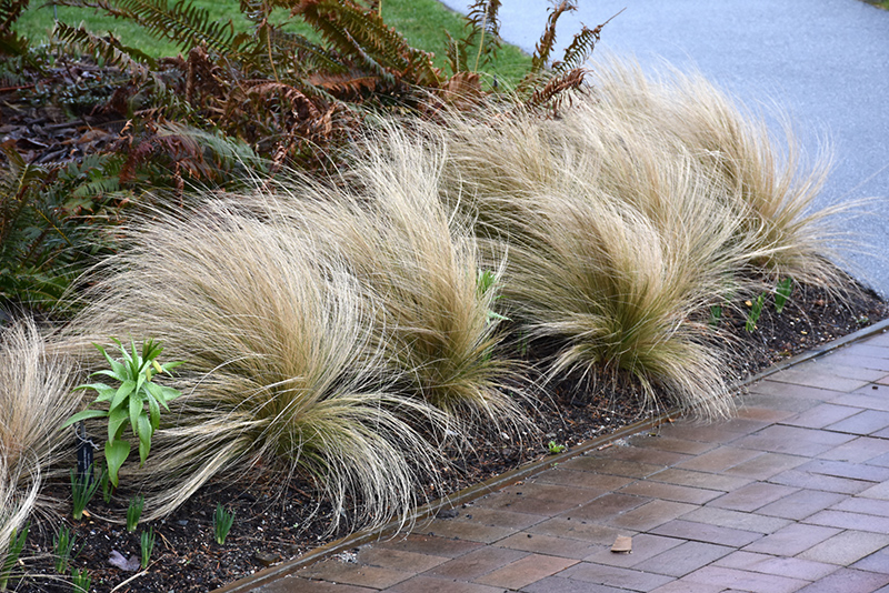 Mexican Feather Grass (Nassella tenuissima) at Flagg's Garden Center