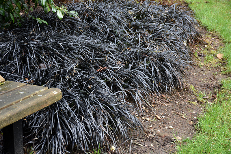 Black Mondo Grass (Ophiopogon planiscapus 'Nigrescens') at Flagg's Garden Center