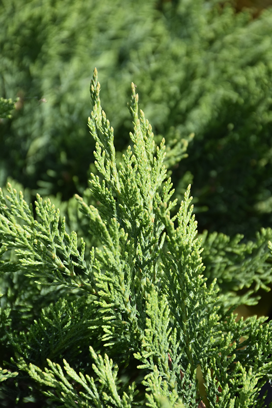 Tam Juniper (Juniperus sabina 'Tamariscifolia') at Flagg's Garden Center