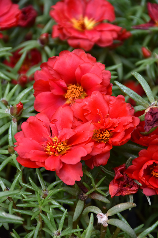 Happy Hour Deep Red Portulaca (Portulaca grandiflora 'PAS752678') at Flagg's Garden Center