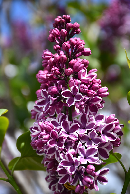 Sensation Lilac (Syringa vulgaris 'Sensation') at Flagg's Garden Center