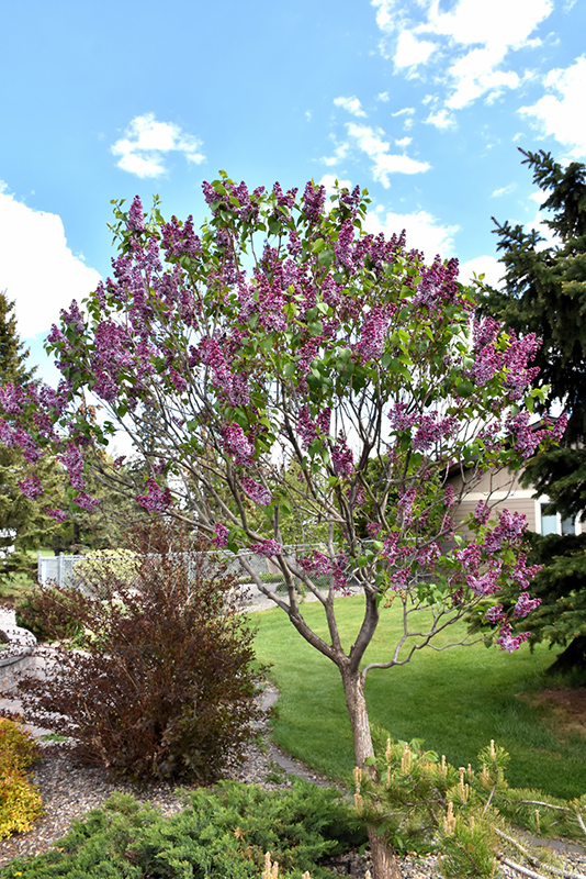 Sensation Lilac (Syringa vulgaris 'Sensation') at Flagg's Garden Center