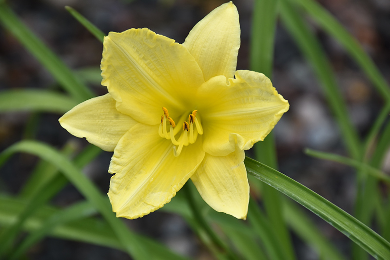 Happy Ever Appster Big Time Happy Daylily (Hemerocallis 'Big Time Happy') at Flagg's Garden Center