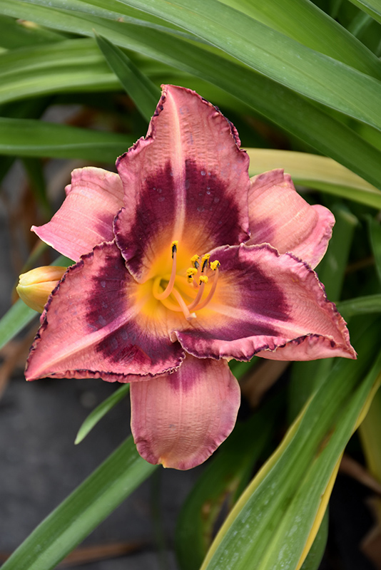 Happy Ever Appster Just Plum Happy Daylily (Hemerocallis 'Just Plum Happy') at Flagg's Garden Center