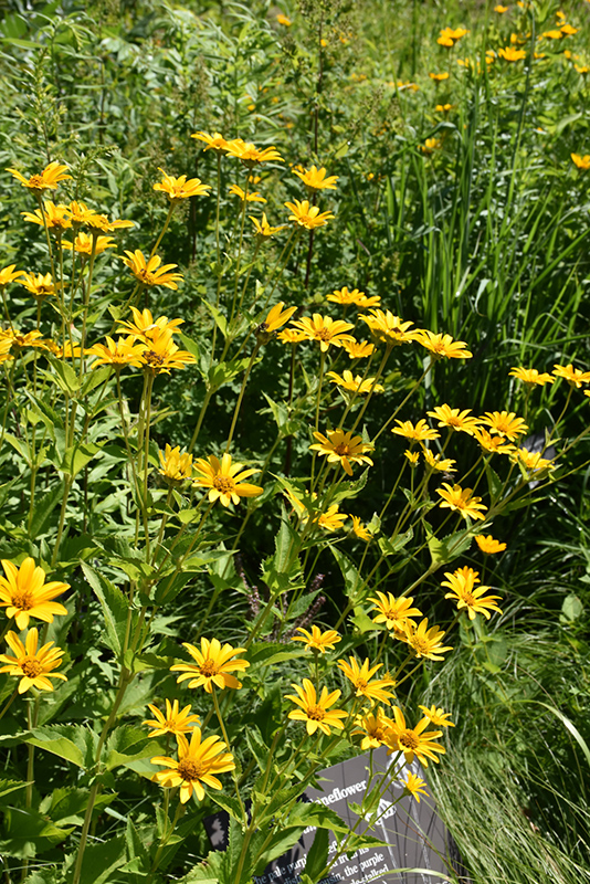False Sunflower (Heliopsis helianthoides) at Flagg's Garden Center