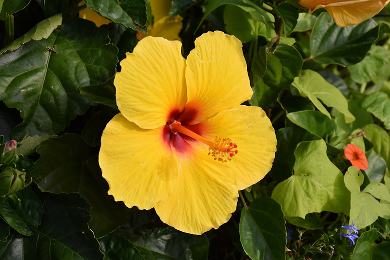 Sunny Wind Hibiscus (Hibiscus rosa-sinensis 'Sunny Wind') at Flagg's Garden Center