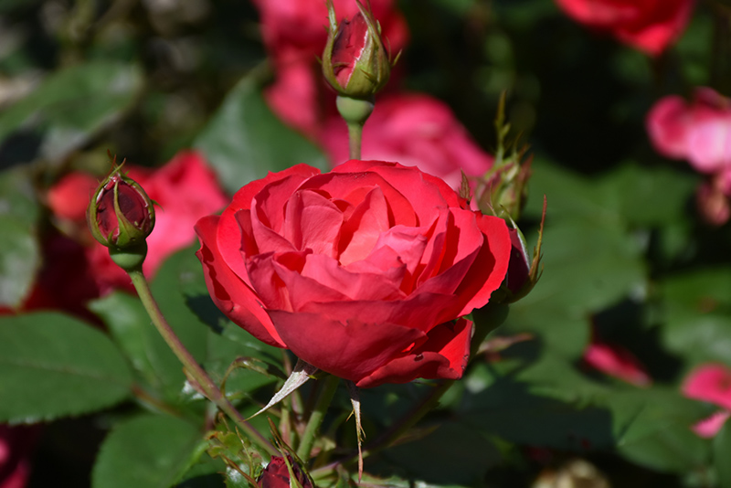 Oso Easy Double Red Rose (Rosa 'Meipeporia') at Flagg's Garden Center