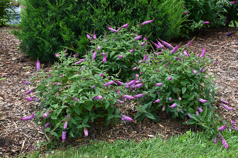 Lo & Behold Pink Micro Chip Butterfly Bush (Buddleia 'Pink Micro Chip') at Flagg's Garden Center