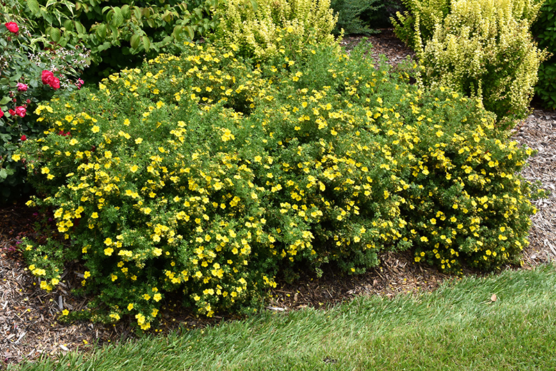 Happy Face Yellow Potentilla (Potentilla fruticosa 'Lundy') at Flagg's Garden Center
