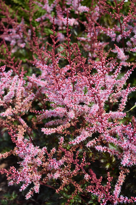 Delft Lace Astilbe (Astilbe 'Delft Lace') at Flagg's Garden Center