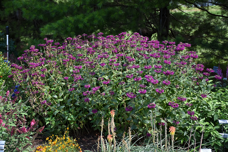 Purple Rooster Beebalm (Monarda 'Purple Rooster') at Flagg's Garden Center