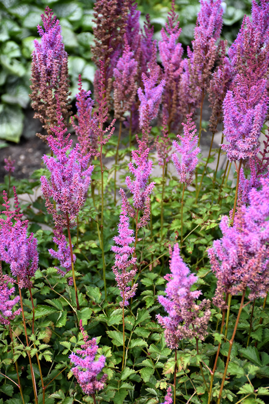 Purple Candles Astilbe (Astilbe chinensis 'Purple Candles') at Flagg's Garden Center