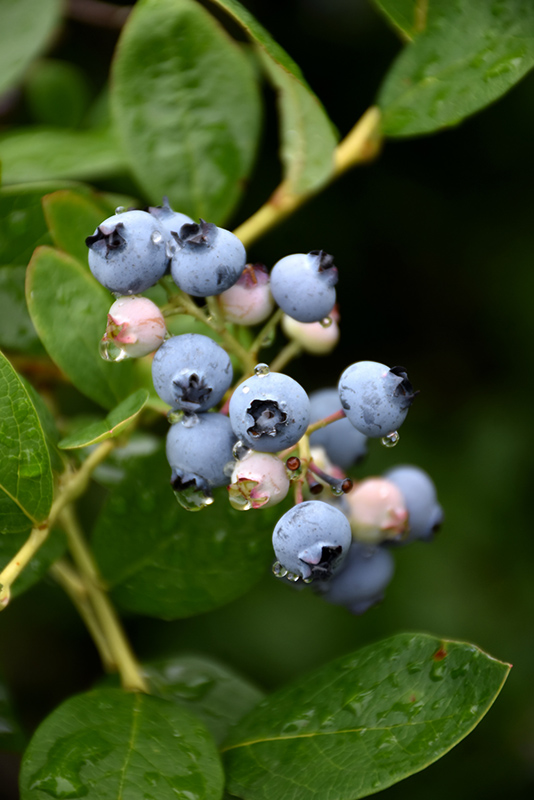 Jersey Blueberry (Vaccinium corymbosum 'Jersey') at Flagg's Garden Center