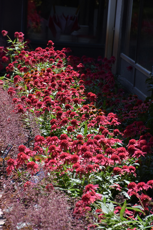Double Scoop Raspberry Coneflower (Echinacea 'Balsceras') at Flagg's Garden Center