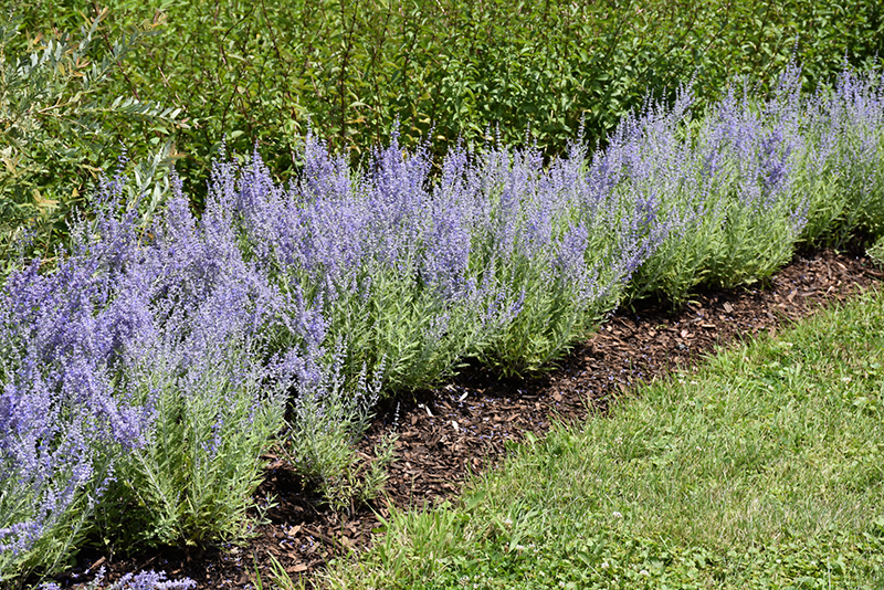 Lacey Blue Russian Sage (Perovskia atriplicifolia 'Lacey Blue') at Flagg's Garden Center