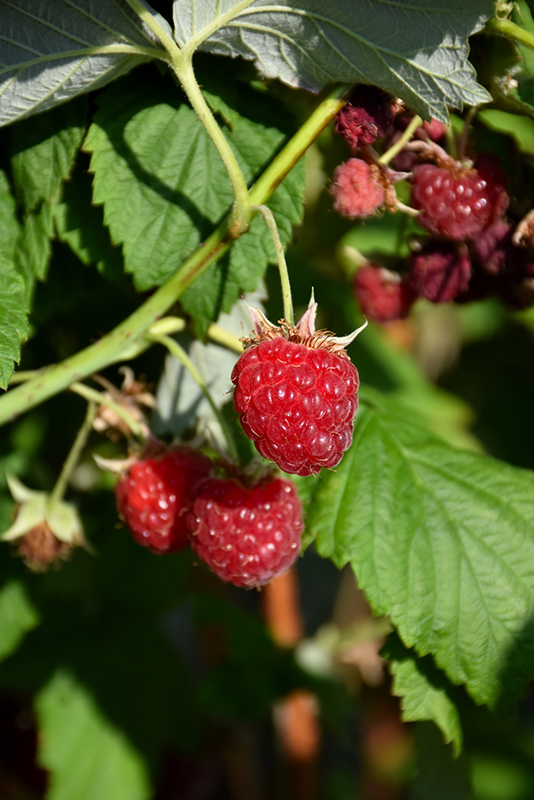 Willamette Raspberry (Rubus 'Willamette') at Flagg's Garden Center