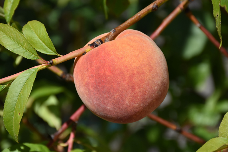 Redhaven Peach (Prunus persica 'Redhaven') at Flagg's Garden Center