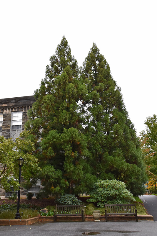 Yoshino Japanese Cedar (Cryptomeria japonica 'Yoshino') at Flagg's Garden Center