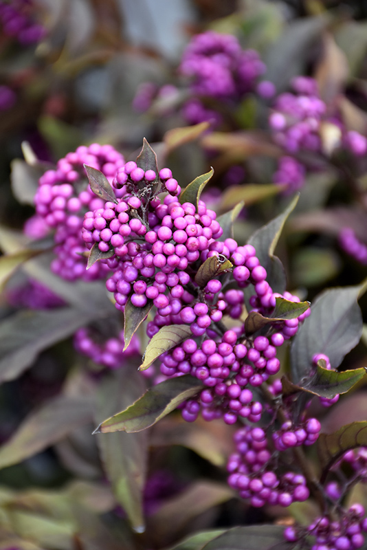 Pearl Glam Beautyberry (Callicarpa 'NCCX2') at Flagg's Garden Center