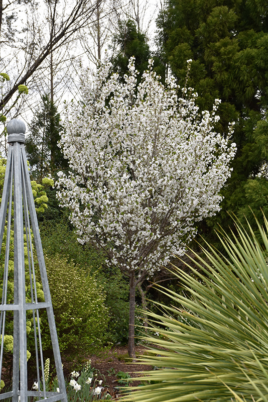 Snow Goose Flowering Cherry (Prunus 'Snow Goose') at Flagg's Garden Center