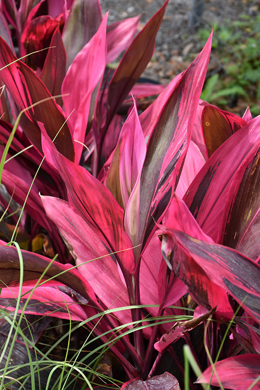 Red Sister Hawaiian Ti Plant (Cordyline fruticosa 'Red Sister') at Flagg's Garden Center