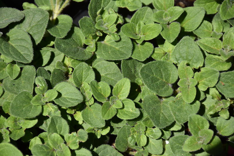 Hot And Spicy Oregano (Origanum 'Hot And Spicy') at Flagg's Garden Center