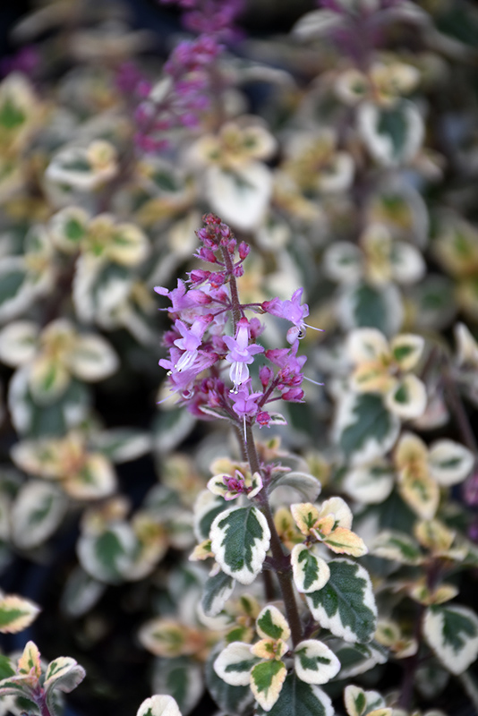 Candy Kisses Wild Sage (Hemizygia 'Candy Kisses') at Flagg's Garden Center