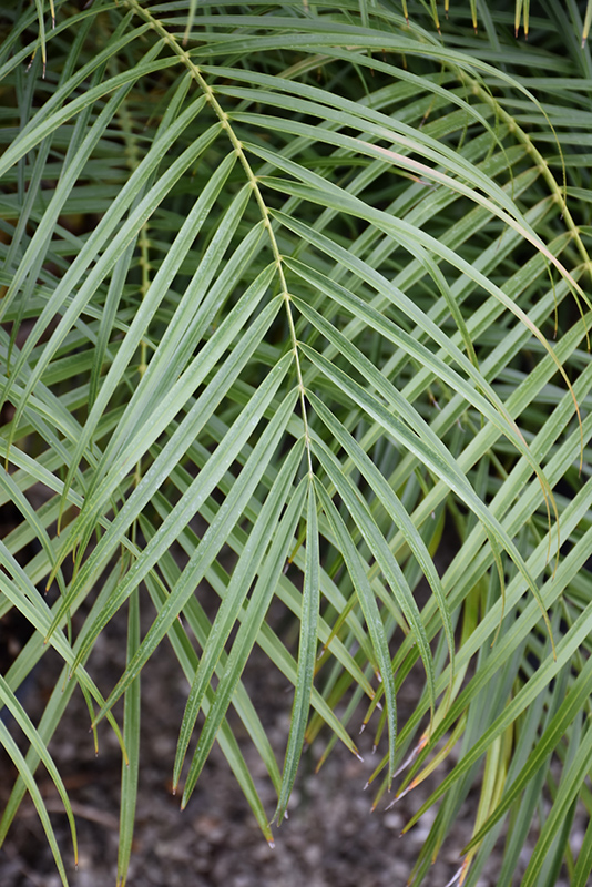 Pygmy Date Palm (Phoenix roebelenii) at Flagg's Garden Center