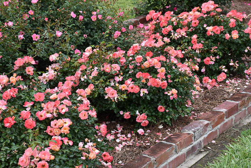 Peach Drift Rose (Rosa 'Meiggili') at Flagg's Garden Center