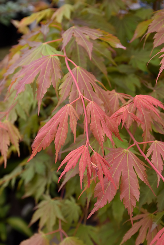 Korean North Wind Maple (Acer 'IsINW') at Bachman's Landscaping