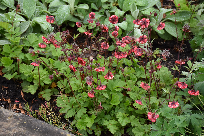 Flames of Passion Avens (Geum 'Flames of Passion') at Flagg's Garden Center