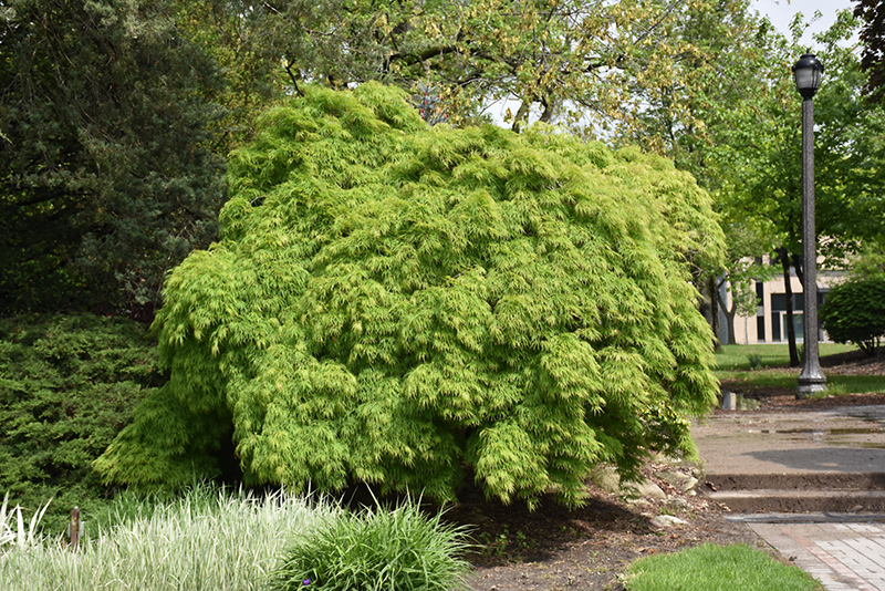 Cutleaf Japanese Maple (Acer palmatum 'Dissectum Viridis') at Flagg's Garden Center