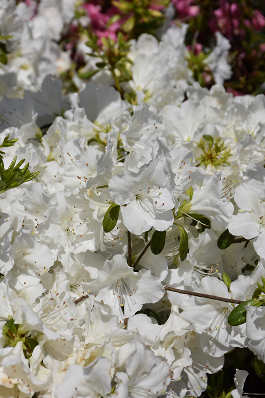 Girard's Pleasant White Azalea (Rhododendron 'Girard's Pleasant White') at Flagg's Garden Center