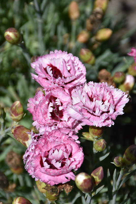 Scent First Raspberry Surprise Pinks (Dianthus 'Devon Yolande') at Flagg's Garden Center